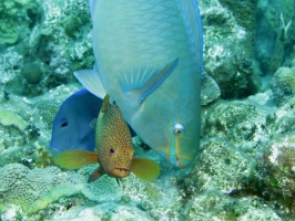 33 Blue Tang, Coney, and Parrotfish IMG 3187